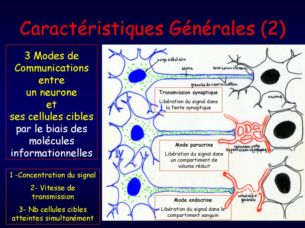 Les Hormones Hypothalamo Hypophysaires ppt télécharger